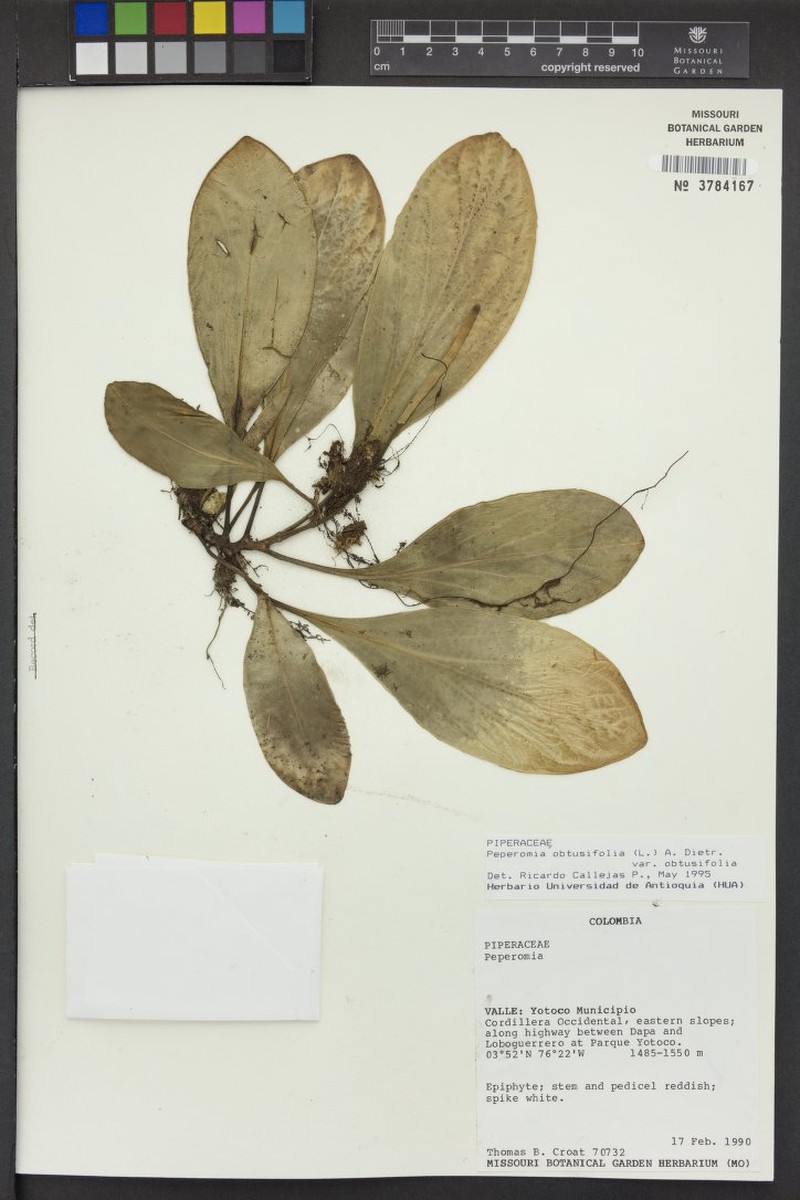 Peperomia obtusifolia var. obtusifolia photo 6