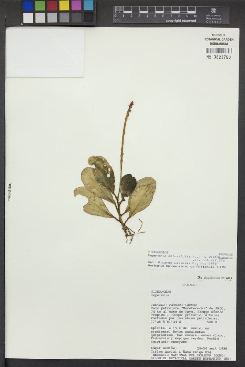 Peperomia obtusifolia var. obtusifolia photo 7
