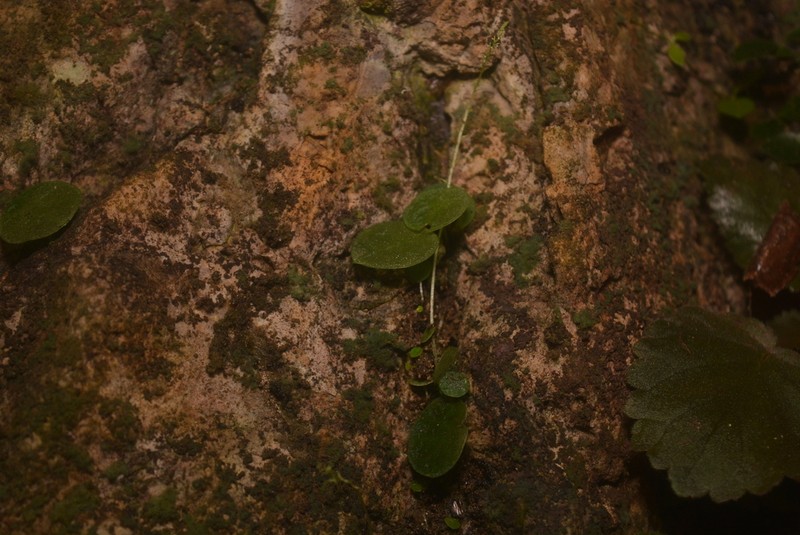 Peperomia occulta photo 2