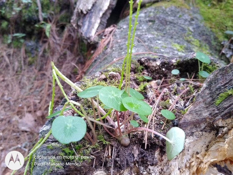 Peperomia occulta photo 3