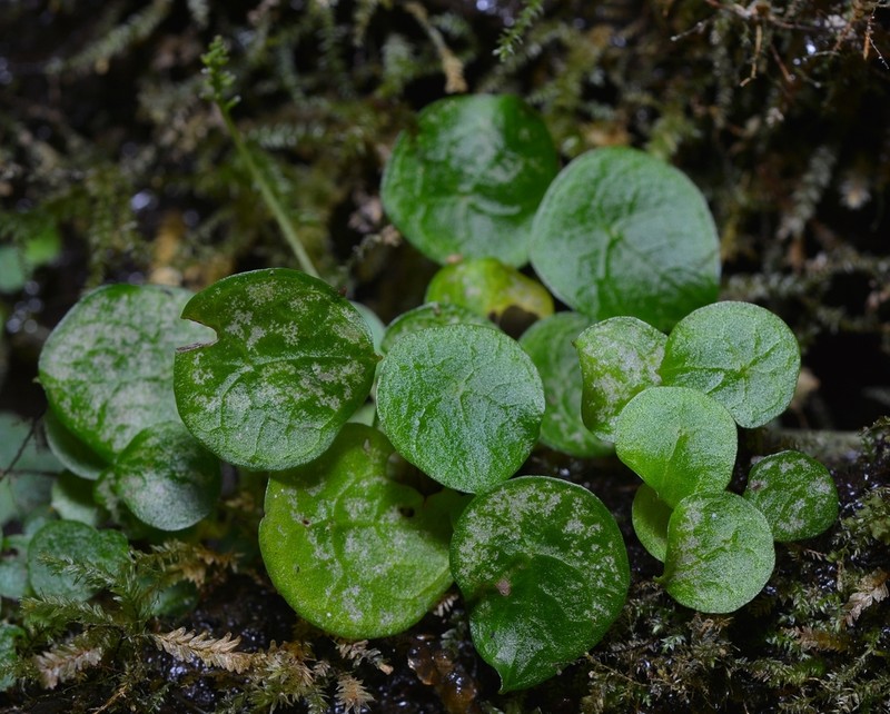 Peperomia occulta photo 4