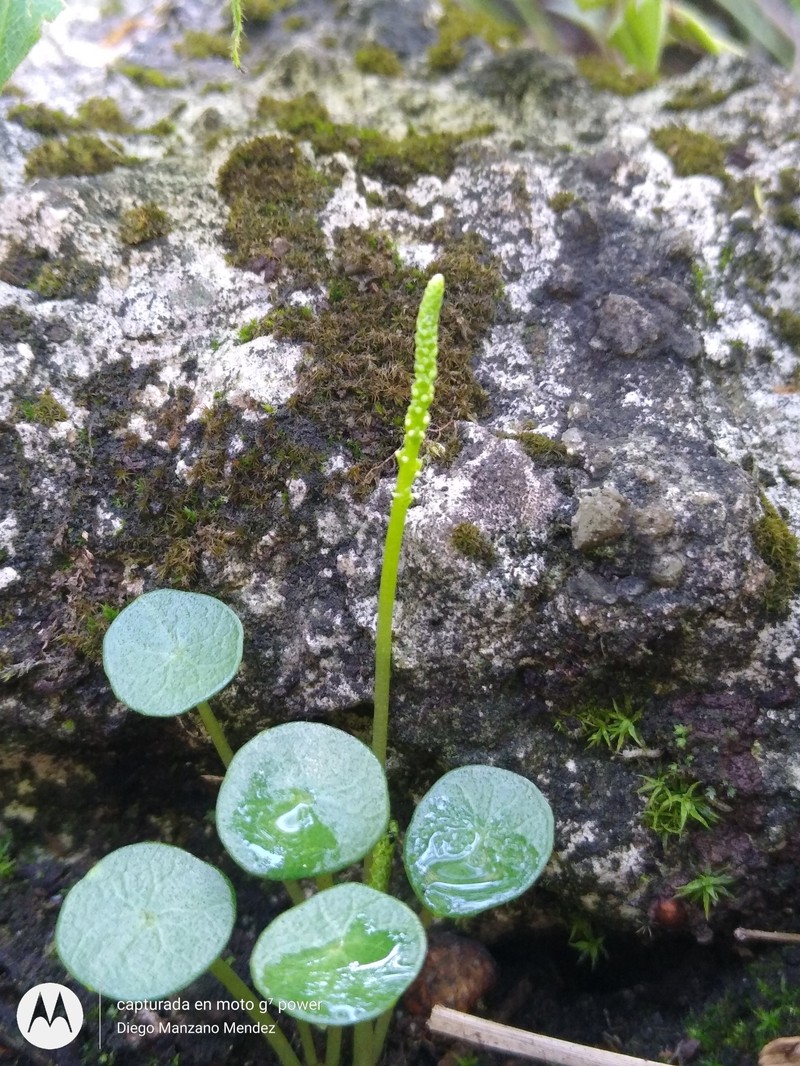 Peperomia occulta photo 6