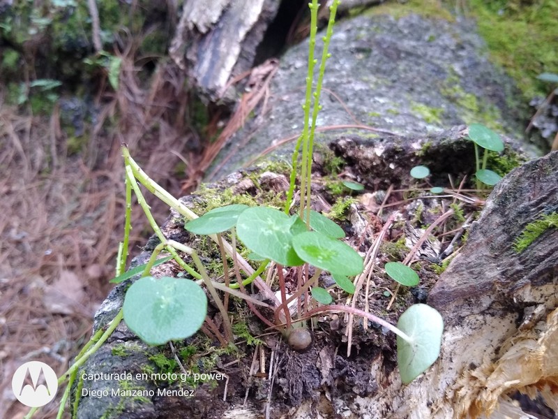 Peperomia occulta photo 7