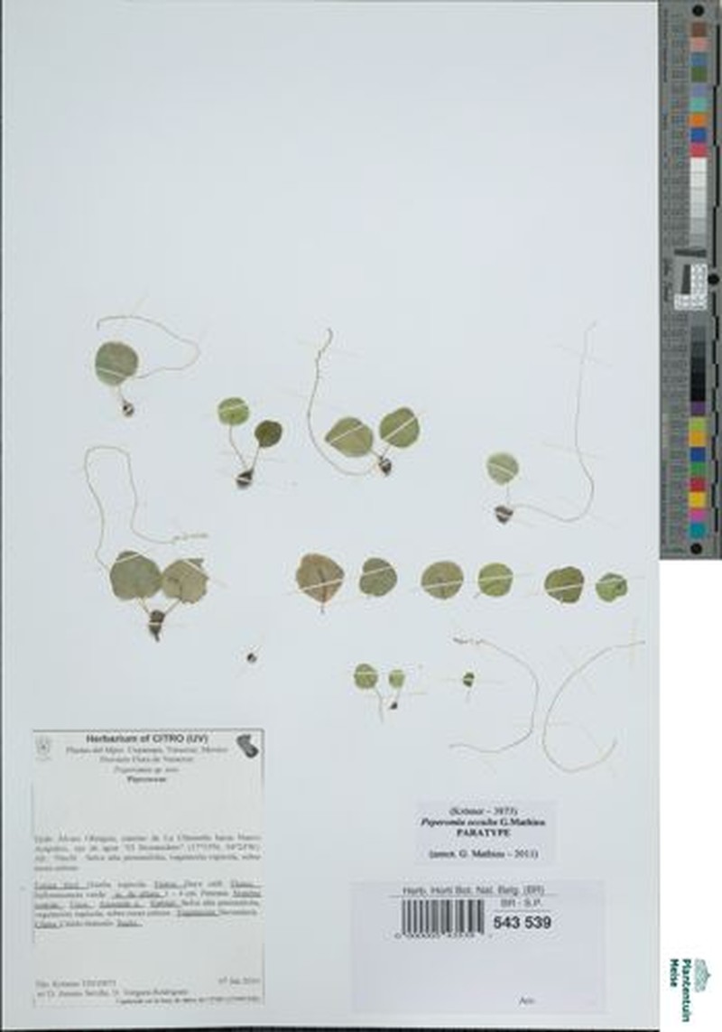 Peperomia occulta photo 8