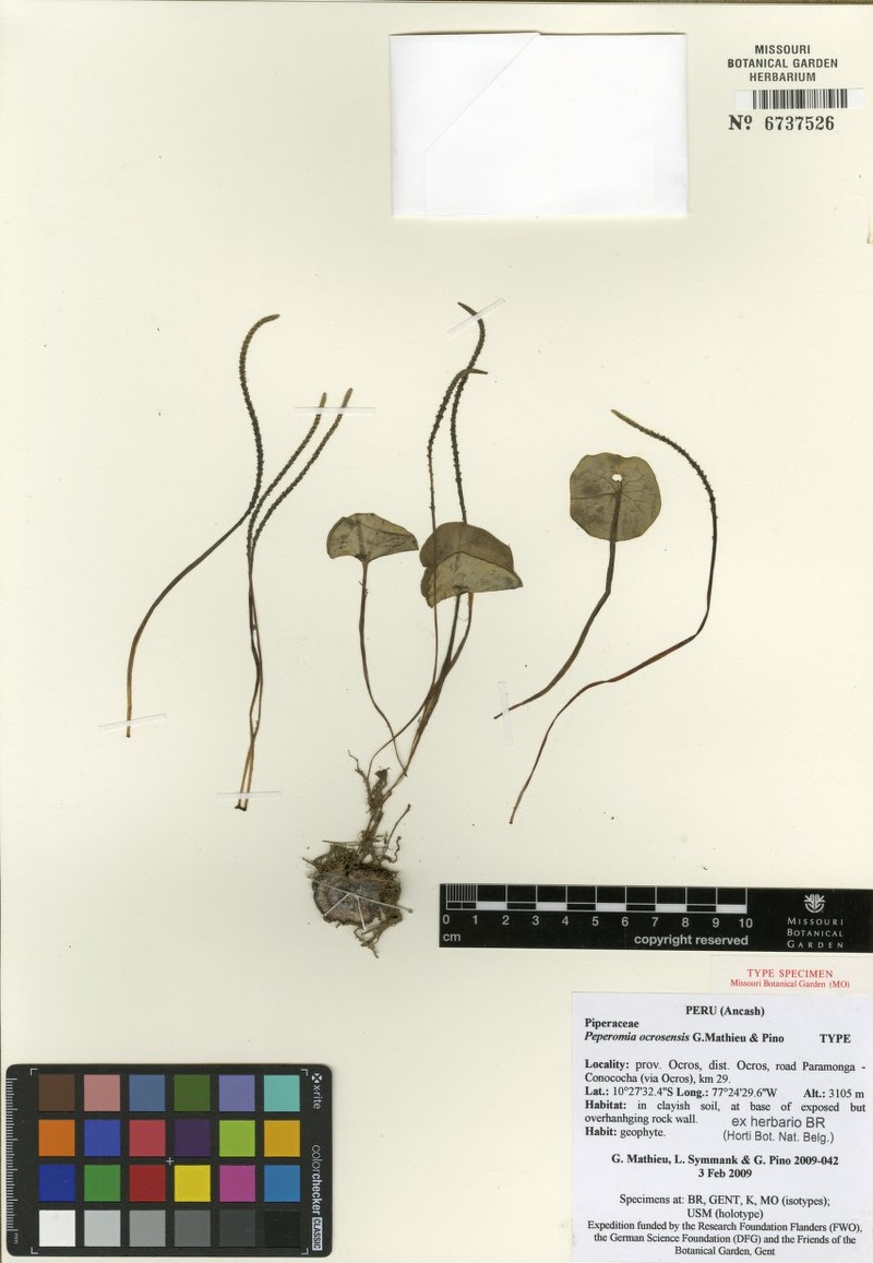 Peperomia ocrosensis