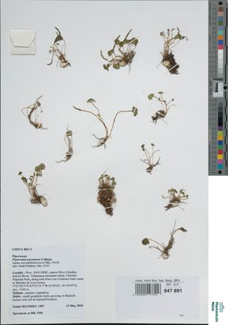 Peperomia paramuna