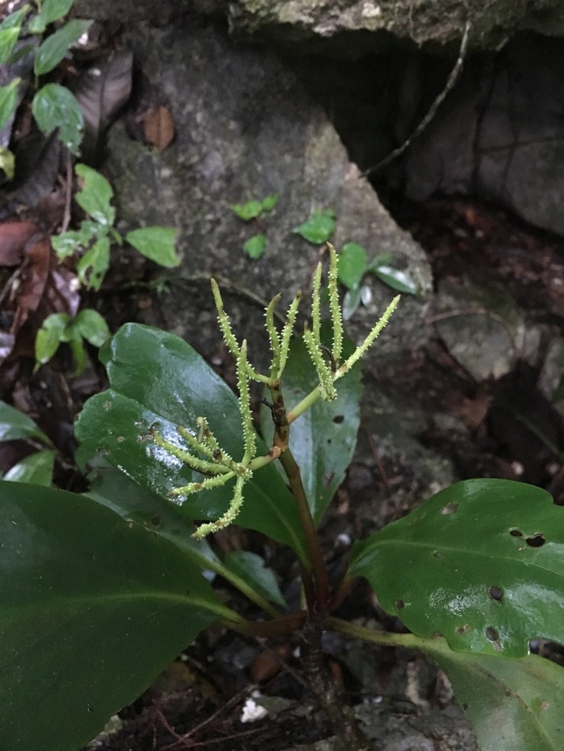 Peperomia parastriata