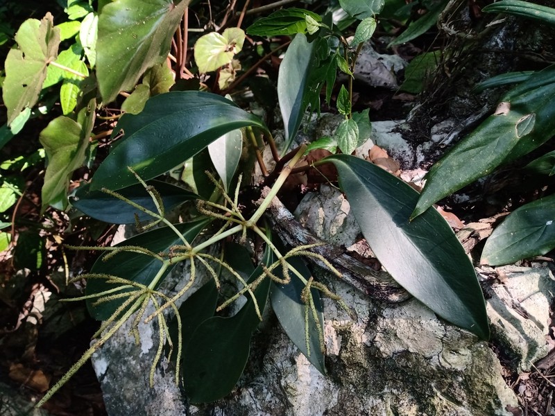 Peperomia parastriata photo 2