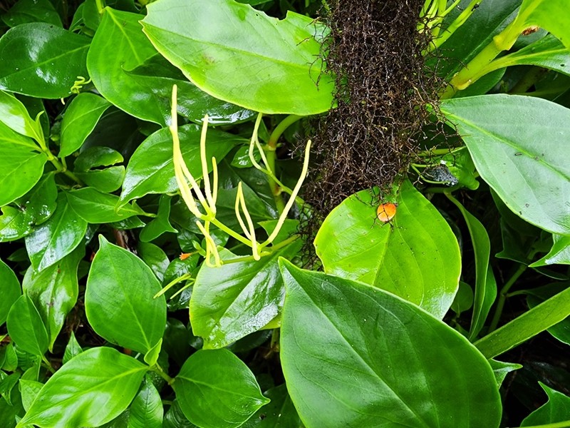 Peperomia parastriata photo 3