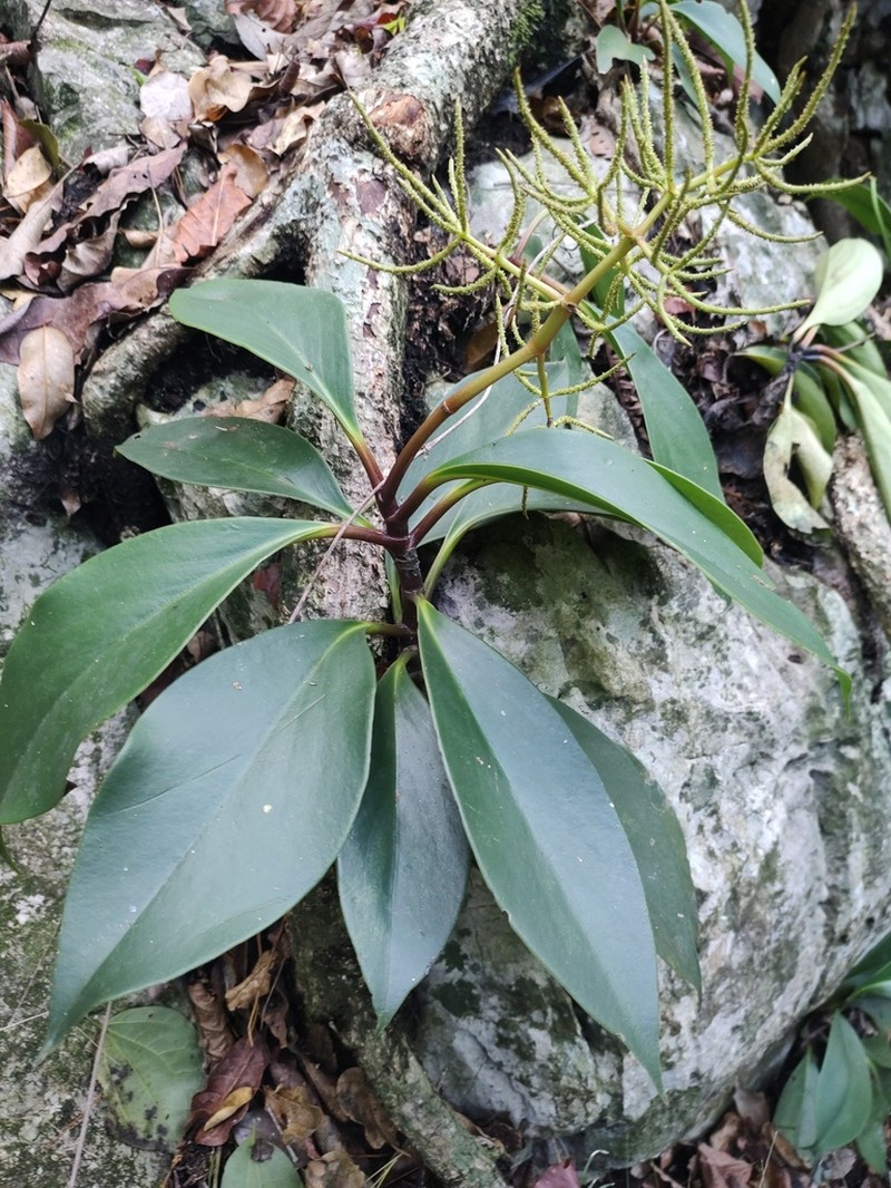 Peperomia parastriata photo 5