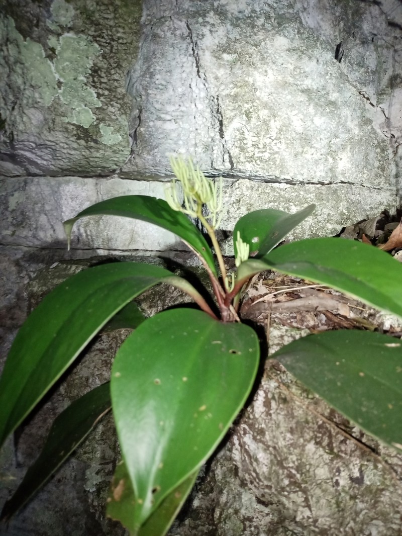 Peperomia parastriata photo 6