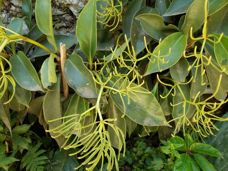 Peperomia parastriata photo 7