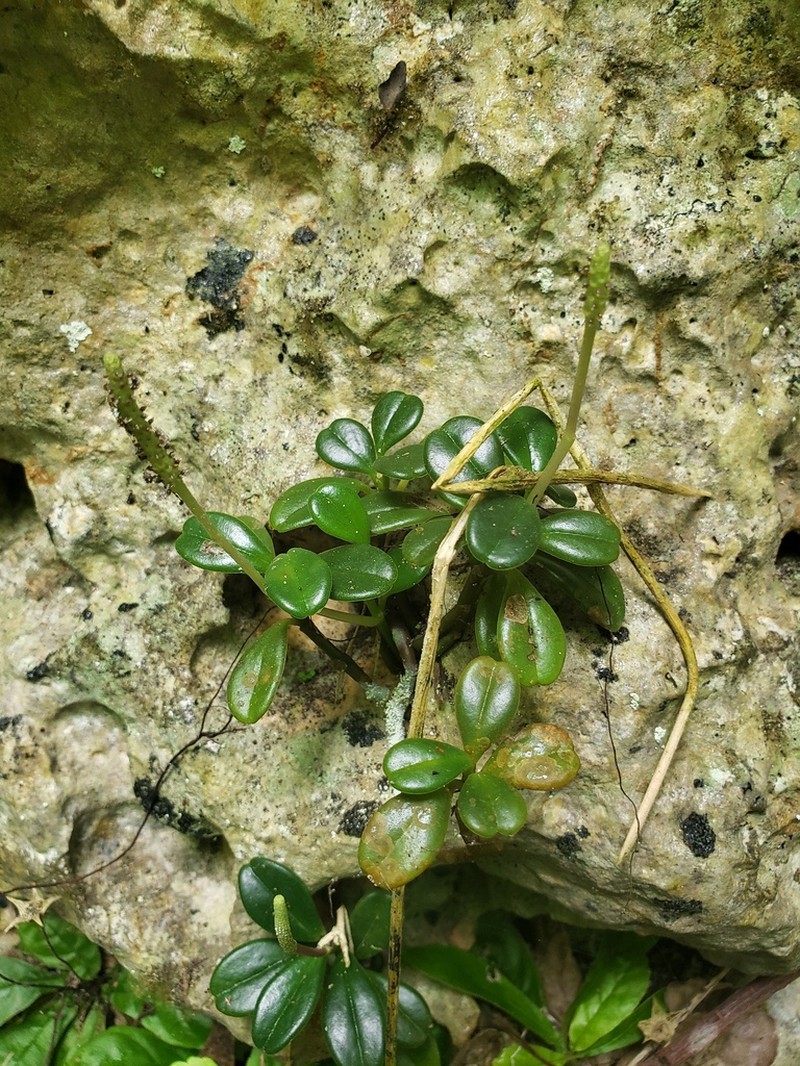 Short-Spike Peperomia photo 2