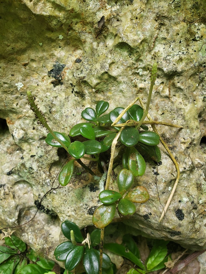 Short-Spike Peperomia photo 3