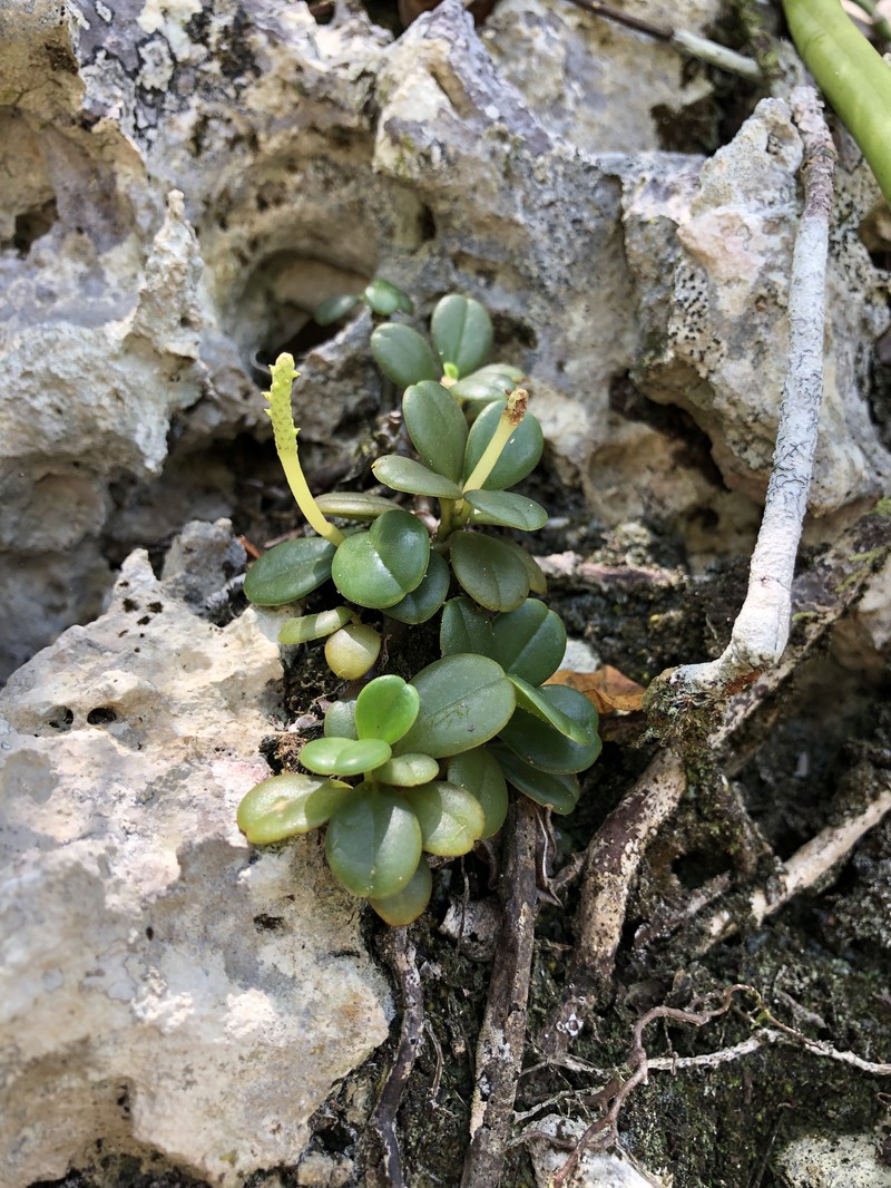 Short-Spike Peperomia photo 4
