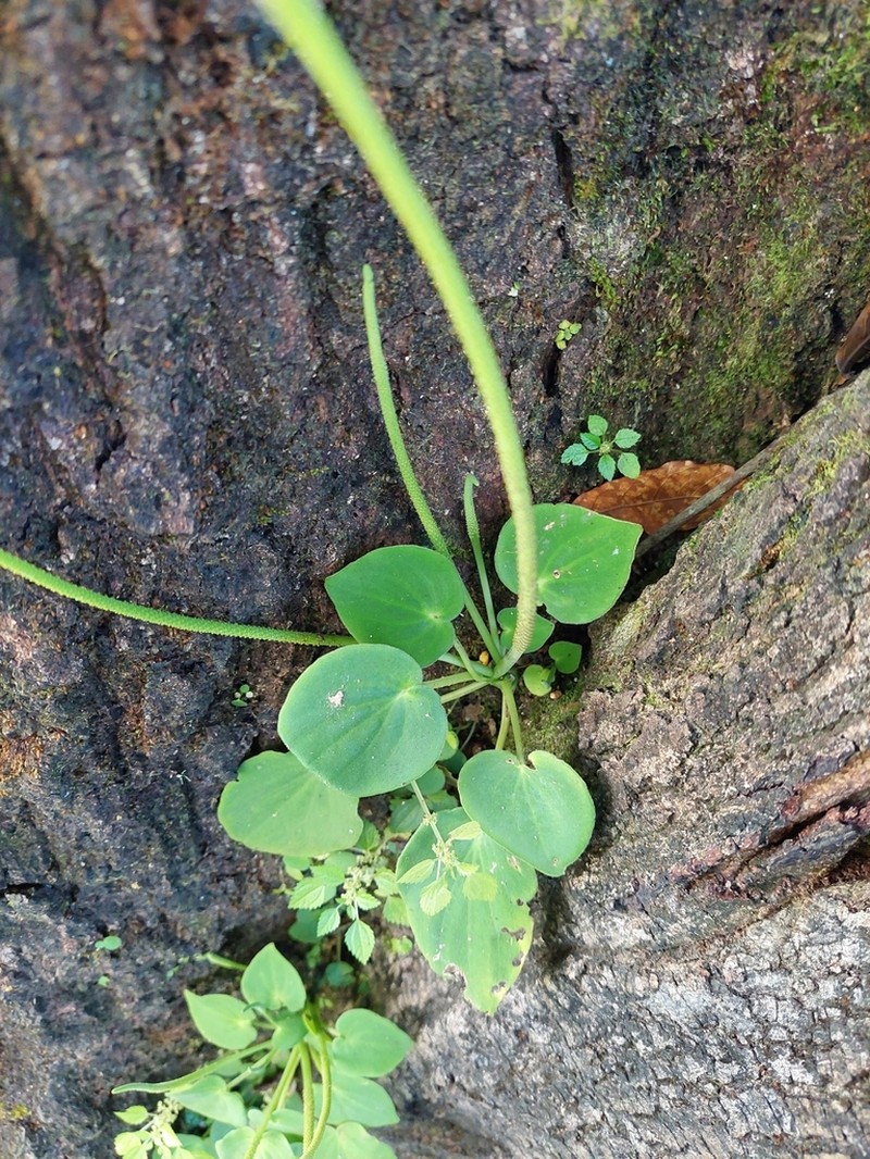 Peperomia pasionana