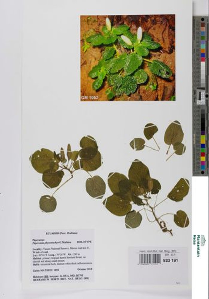 Peperomia physostachya