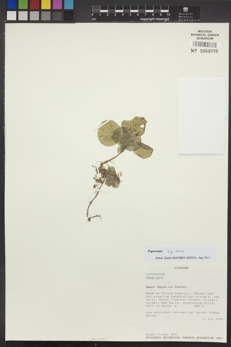 Peperomia physostachya photo 2