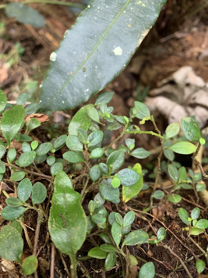Puerto Rico Peperomia photo 2