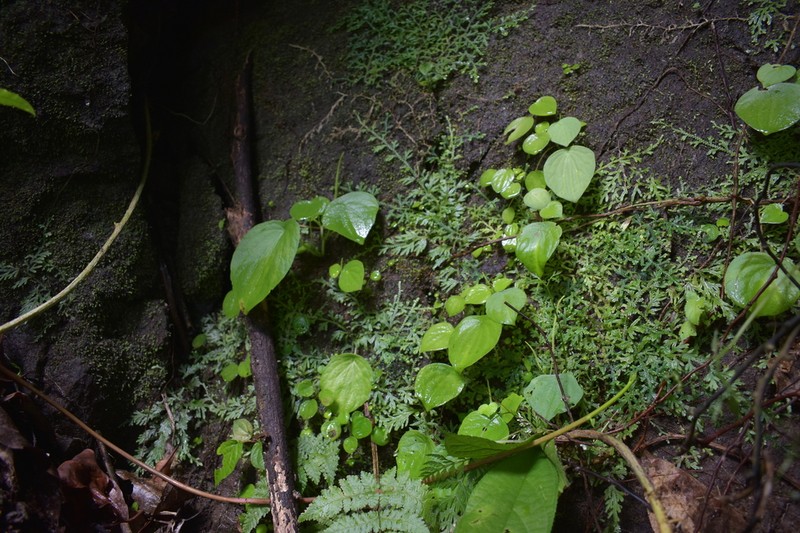 Peperomia pseudoasarifolia