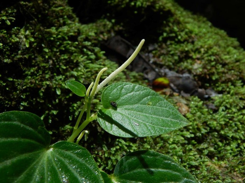 Peperomia pseudoasarifolia photo 2