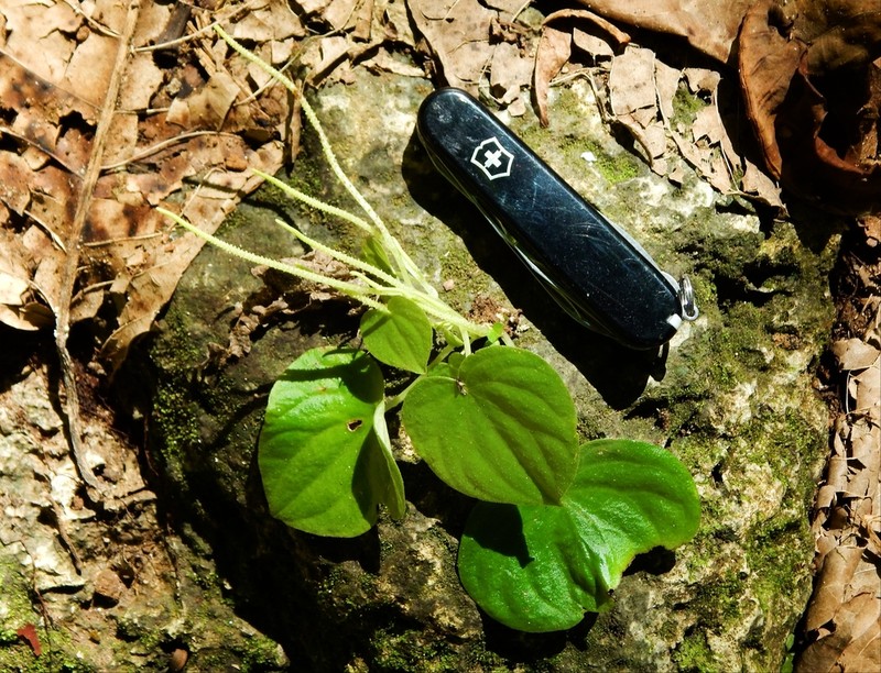Peperomia pseudoasarifolia photo 3