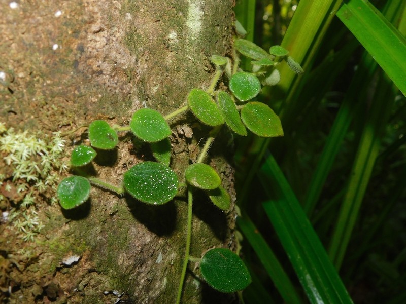 Peperomia pseudohirta