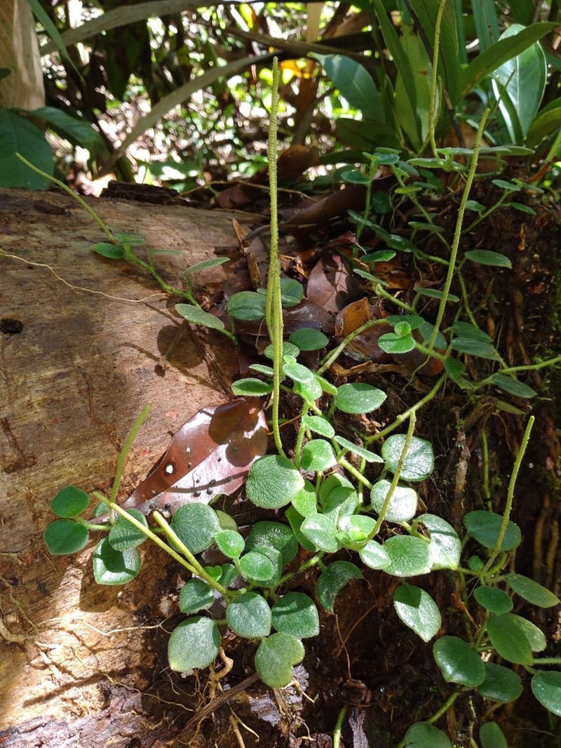 Peperomia pseudohirta photo 2