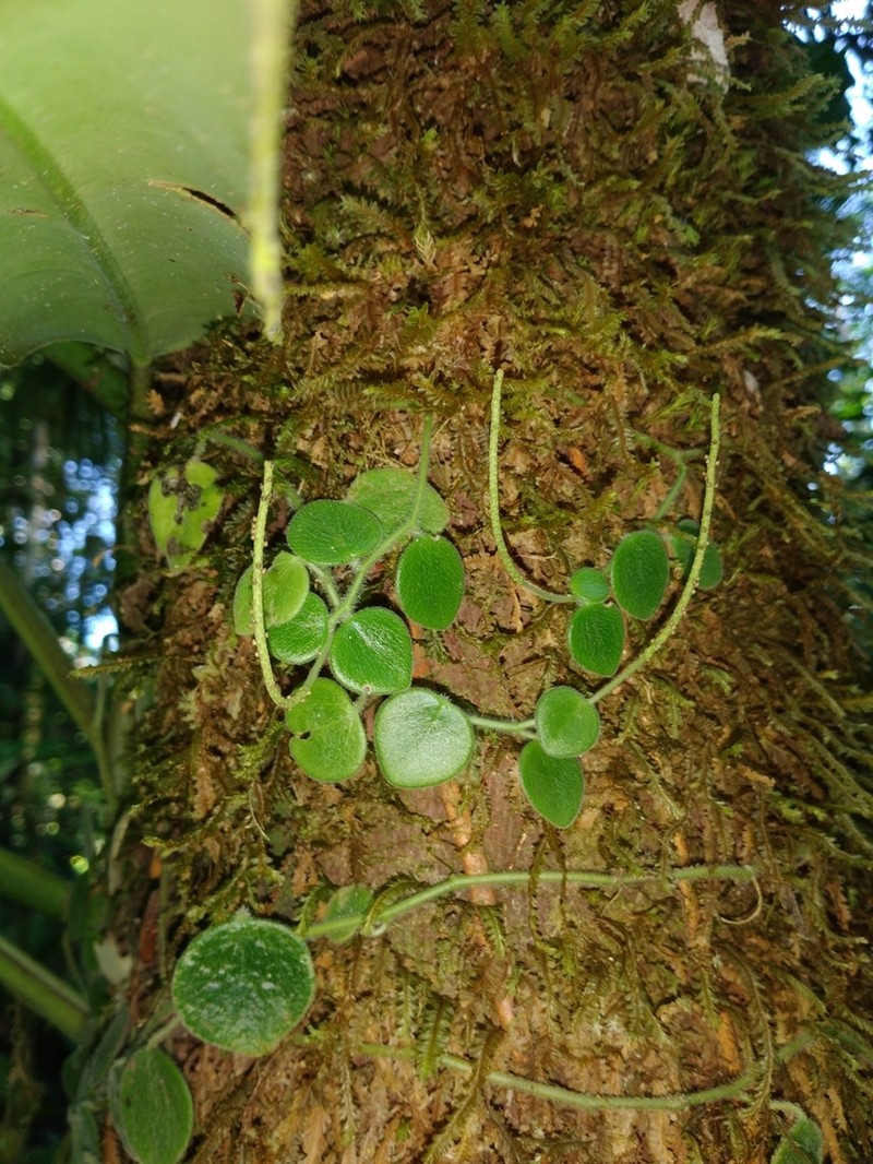 Peperomia pseudohirta photo 4
