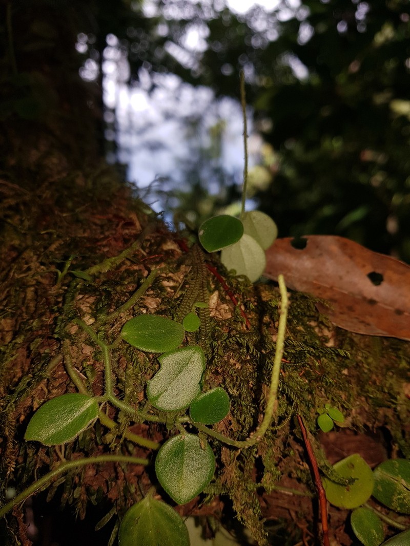 Peperomia pseudohirta photo 5