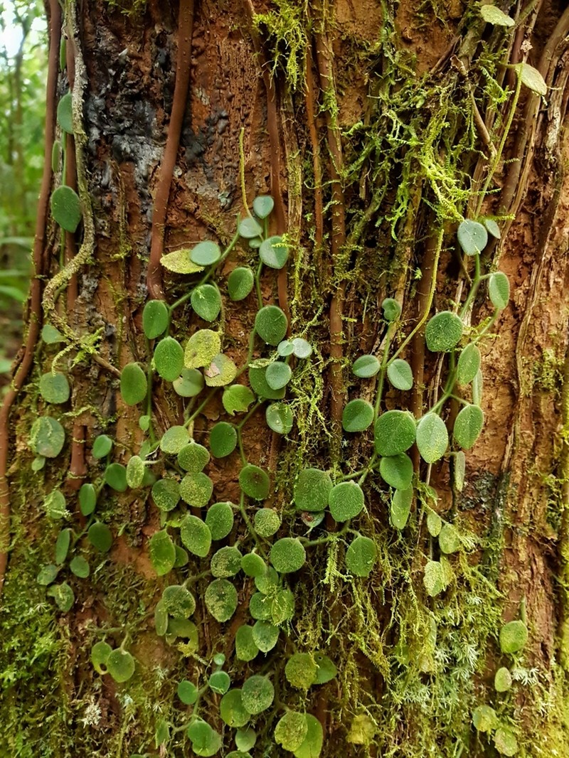Peperomia pseudohirta photo 6