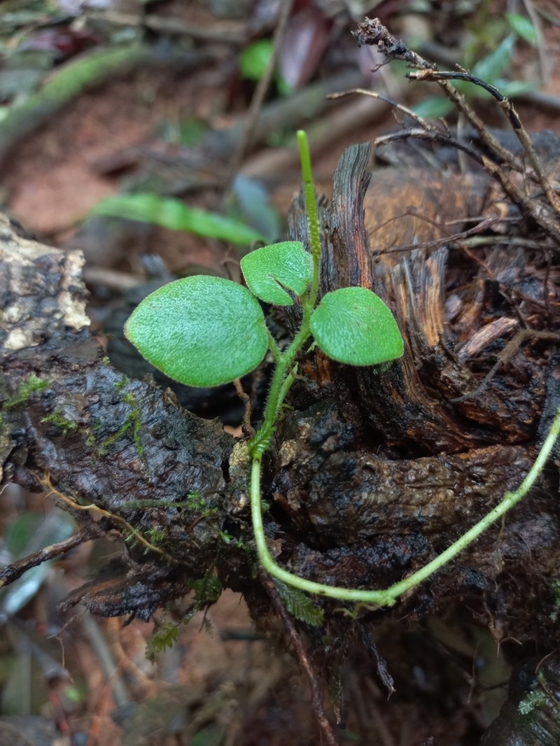 Peperomia pseudohirta photo 7