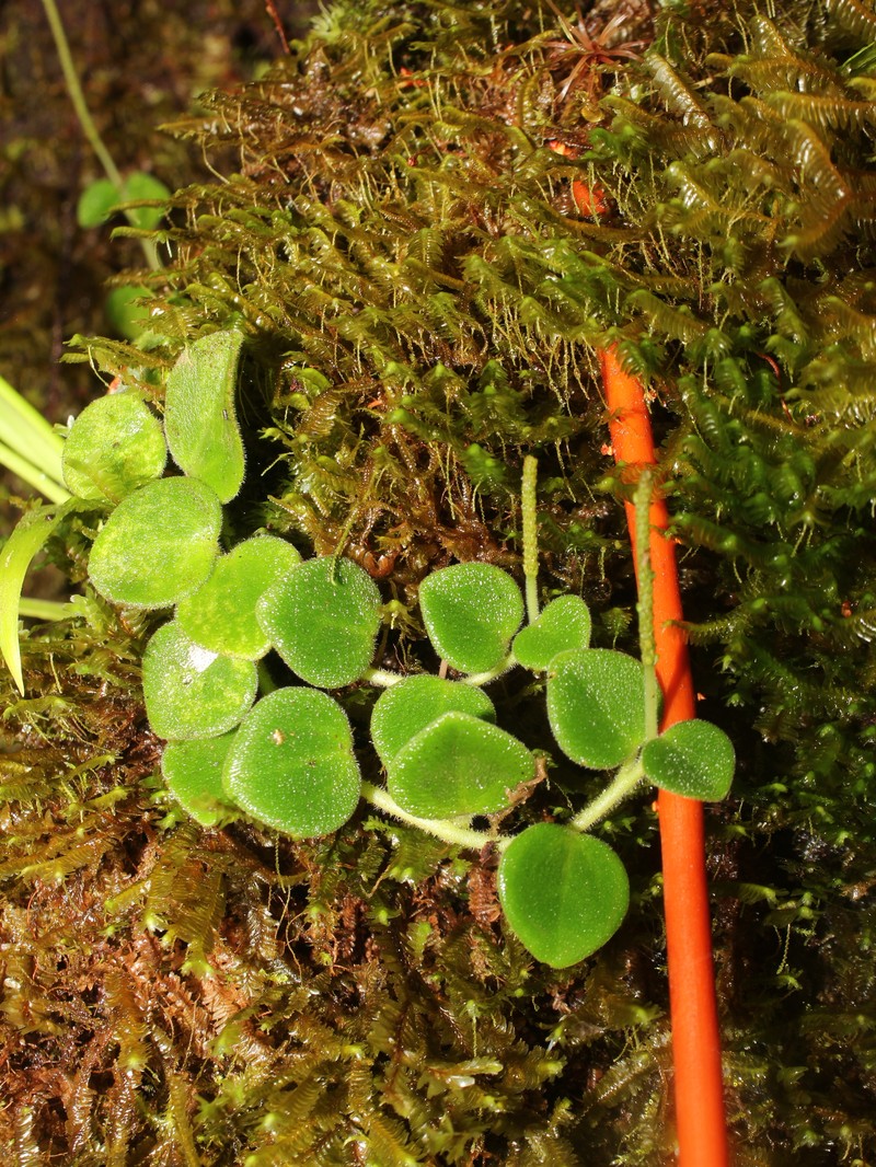Peperomia pseudohirta photo 8