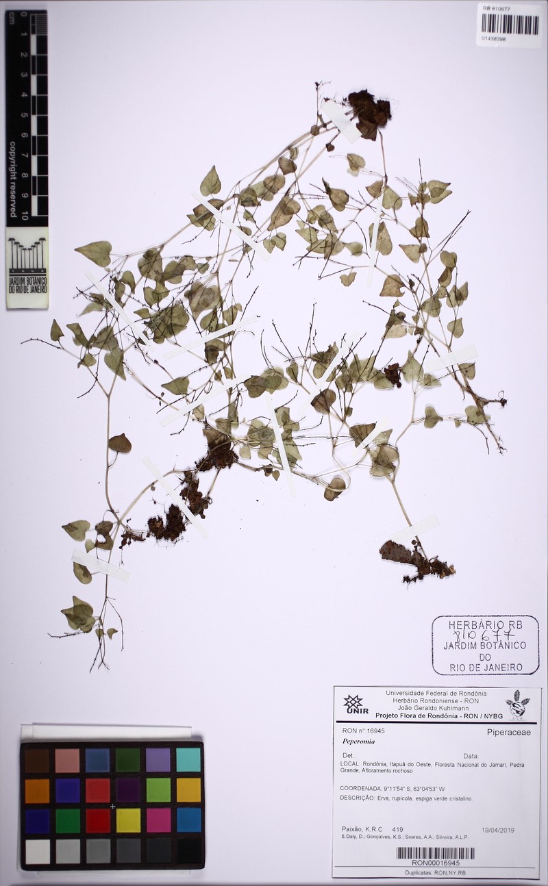 Peperomia pseudoserratirhachis