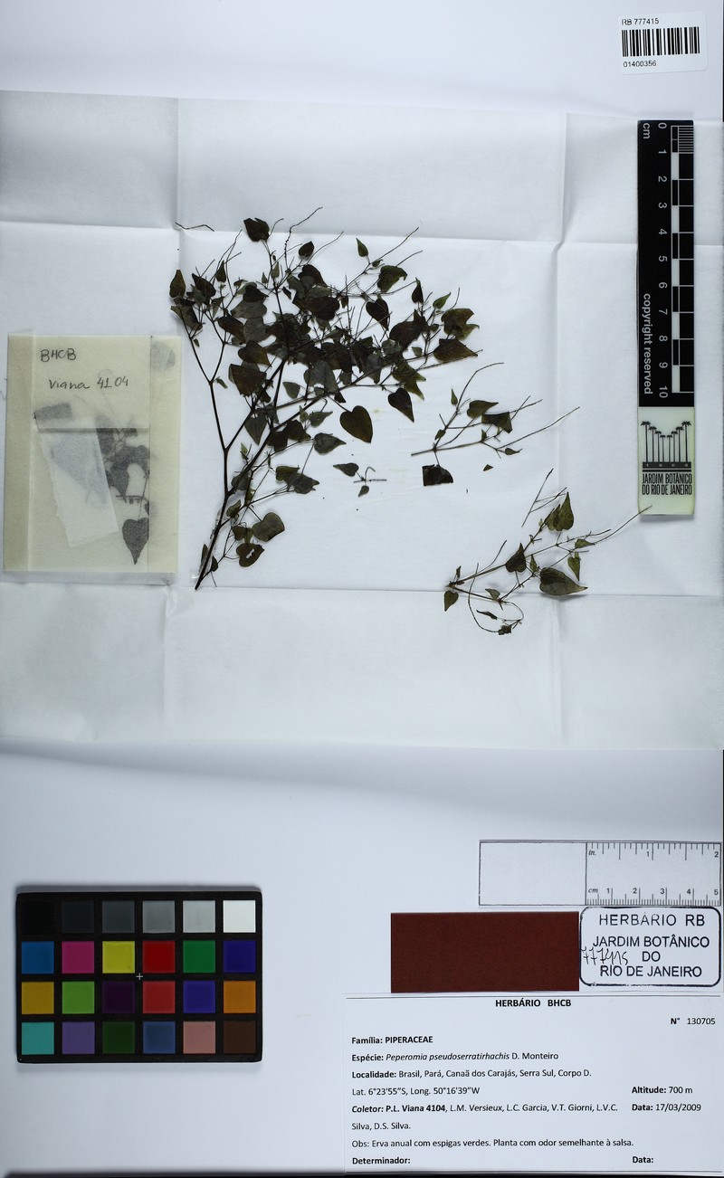 Peperomia pseudoserratirhachis photo 3