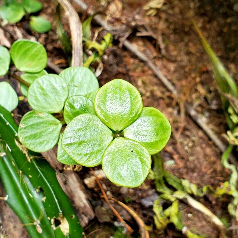 Peperomia puberulescens