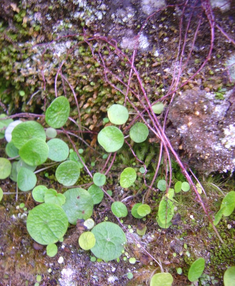 Peperomia purpureonervosa