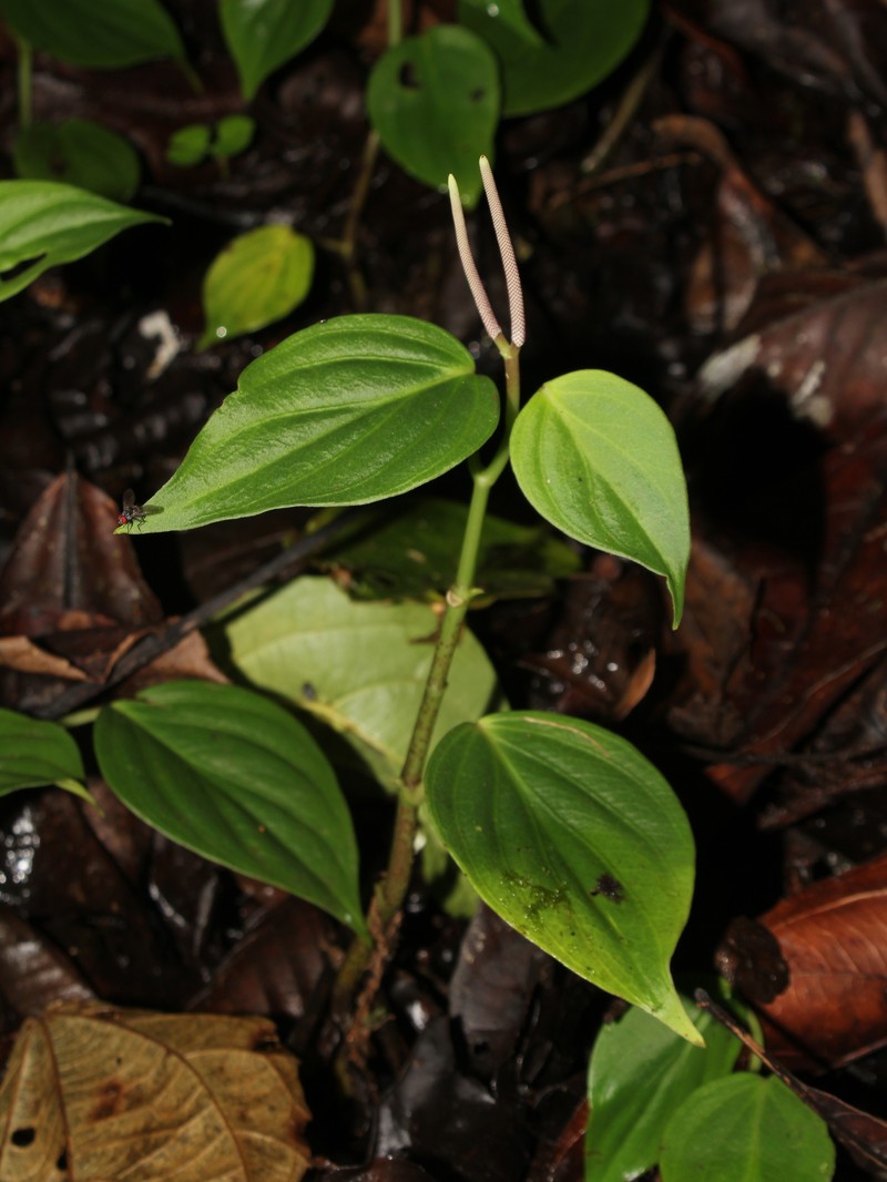 Peperomia purpurispicata photo 2