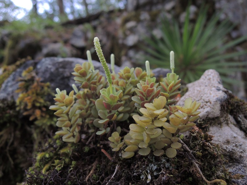 Fourleaf Peperomia
