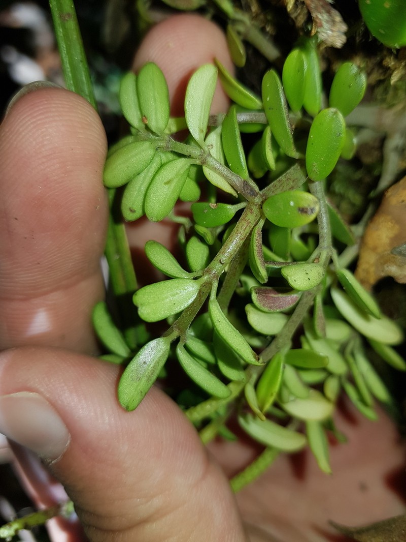 Fourleaf Peperomia photo 2