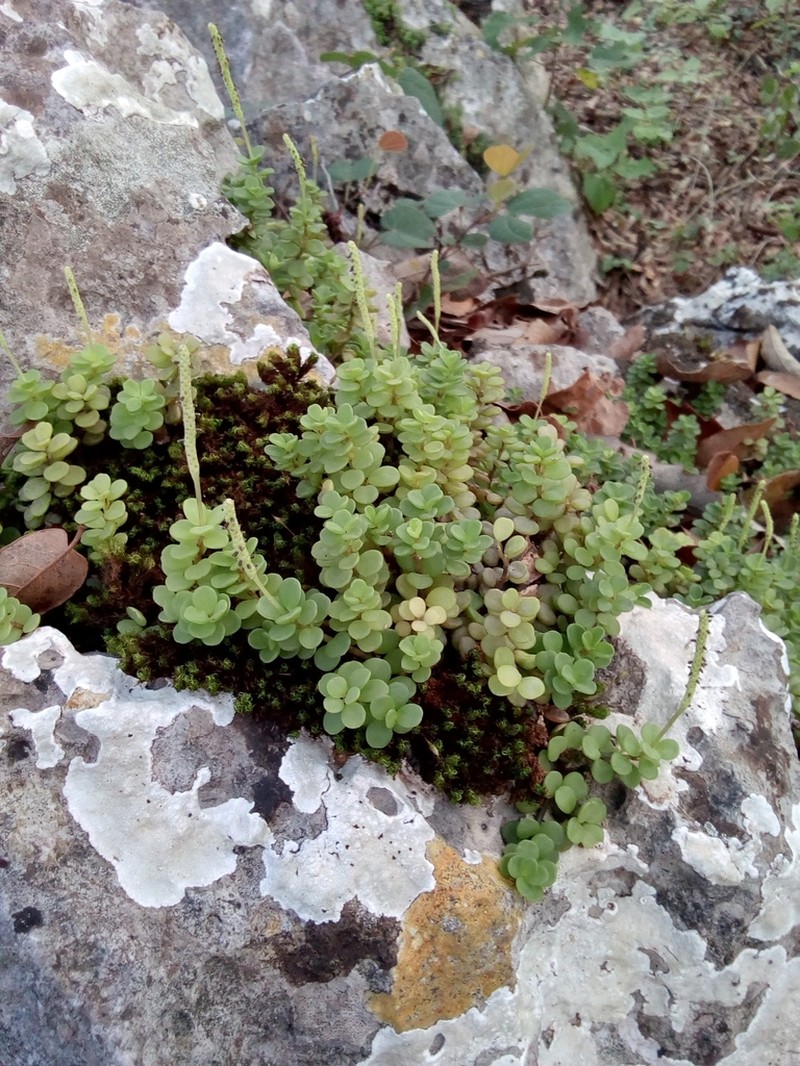 Fourleaf Peperomia photo 3