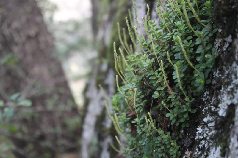 Fourleaf Peperomia photo 4