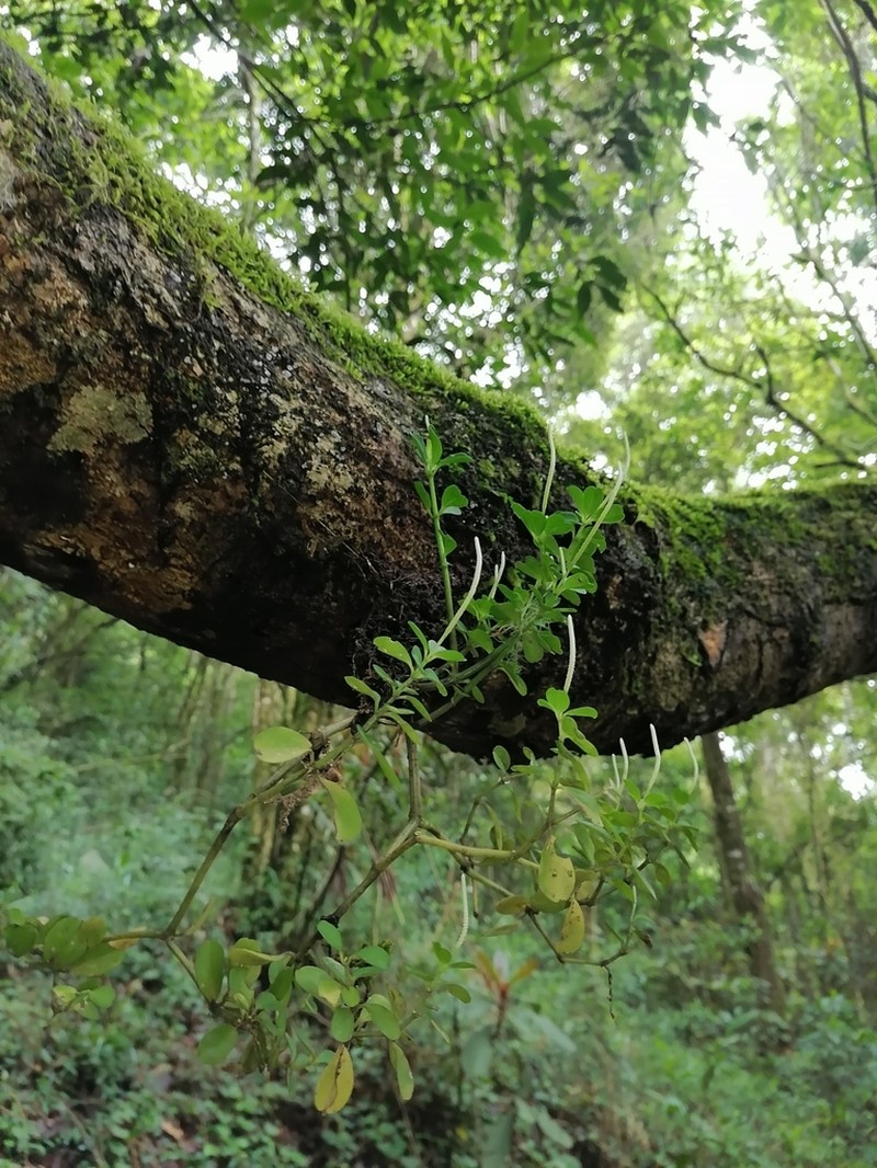Fourleaf Peperomia photo 5
