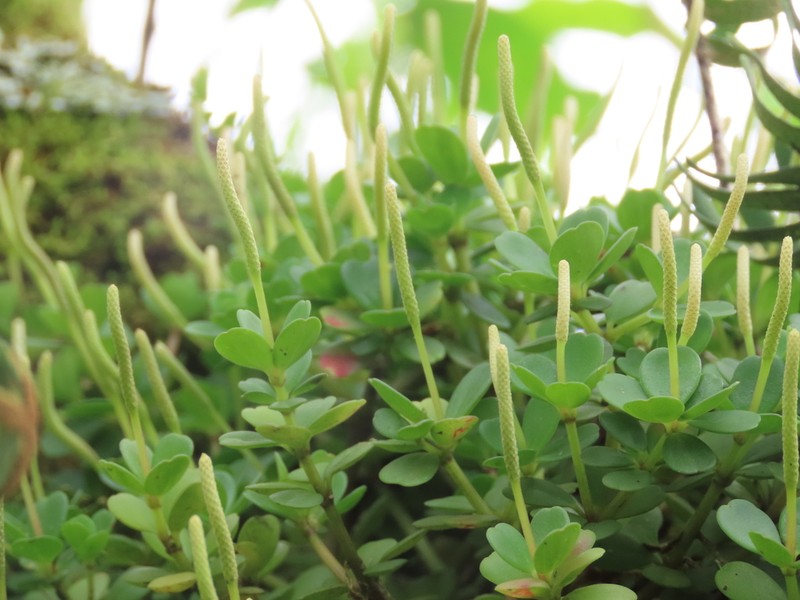 Fourleaf Peperomia photo 6