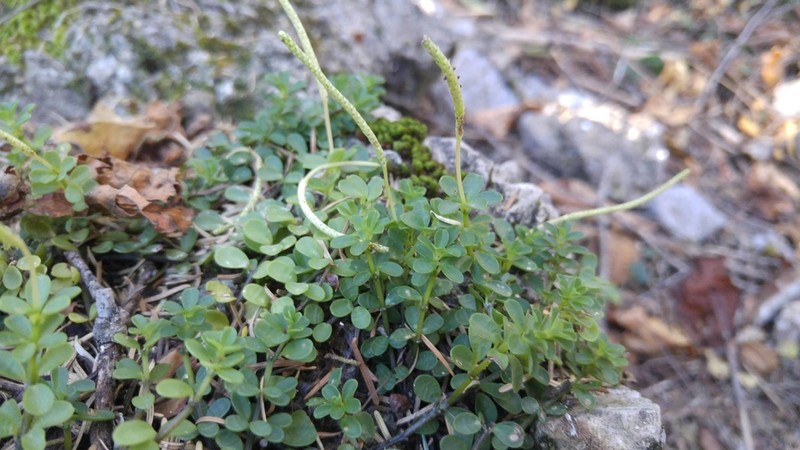 Fourleaf Peperomia photo 7
