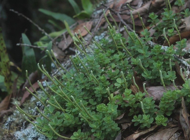Fourleaf Peperomia photo 8