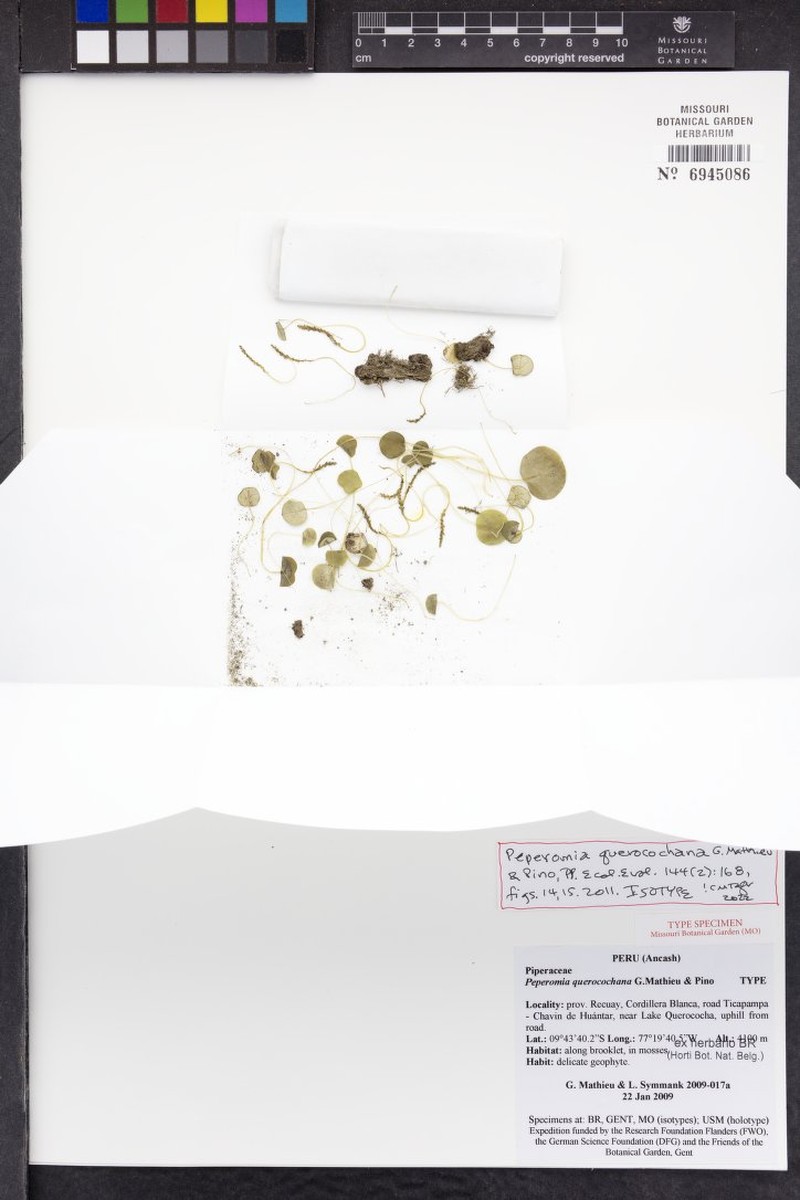 Peperomia querocochana