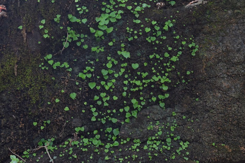 Peperomia questionis
