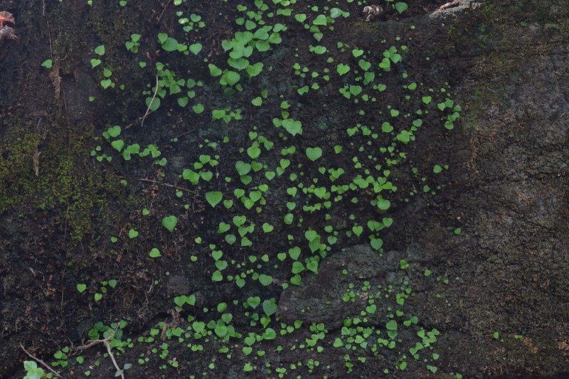 Peperomia questionis photo 2
