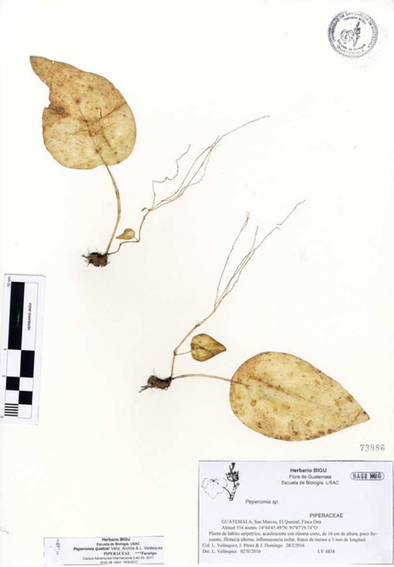 Peperomia quetzal